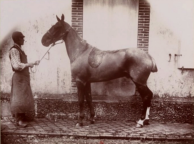 Poney au Comte d'Aubigny - Tiré de l'ouvrage L'Equipage du marquis de Chambray - Photos de Maurice de Gasté (1894) - Bnf (Gallica)